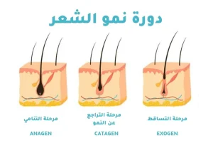 مراحل نمو الشعر بعد التساقط