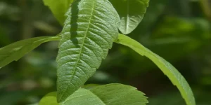 عشبة المليسة